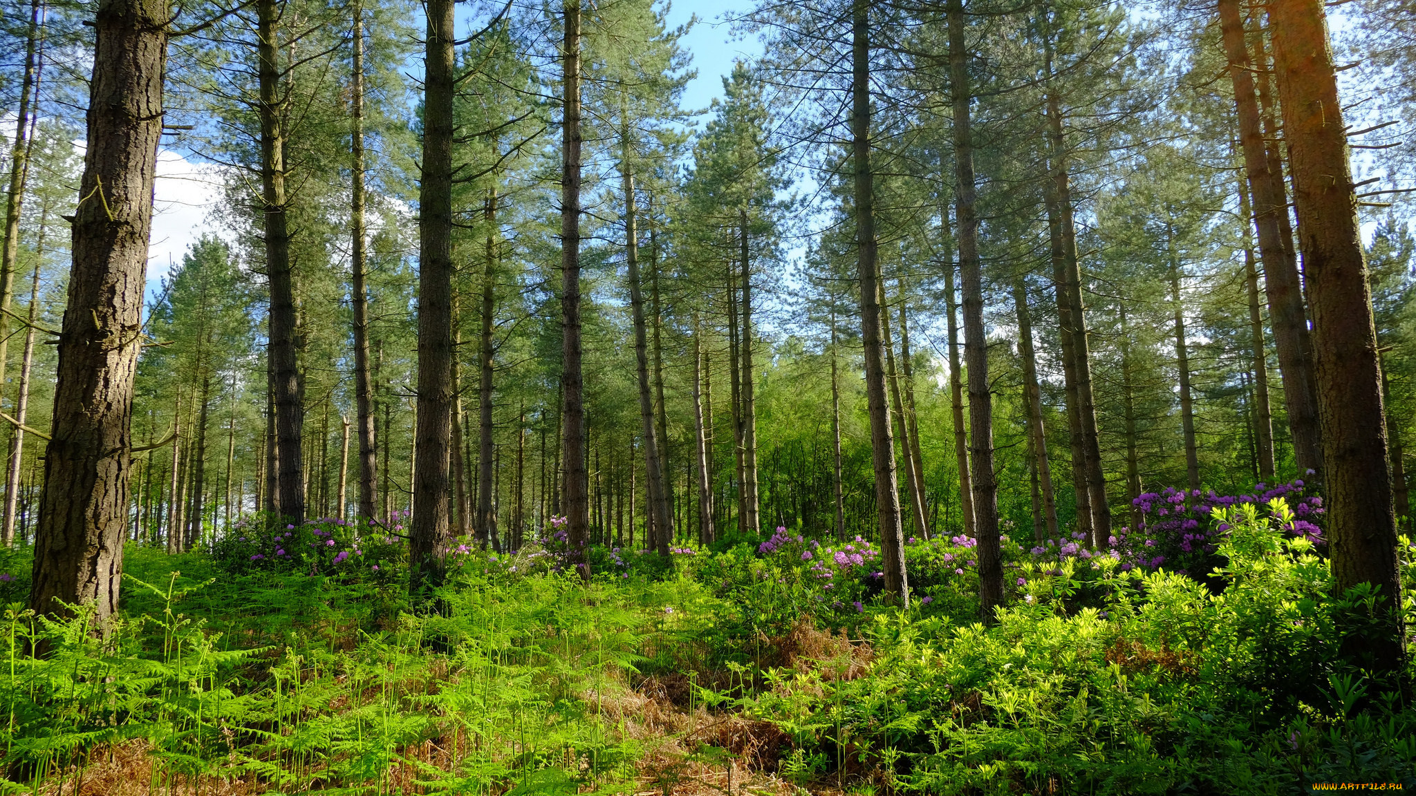 Борьба с нелегальной заготовкой леса: в Забайкалье уменьшена отгрузка древесины