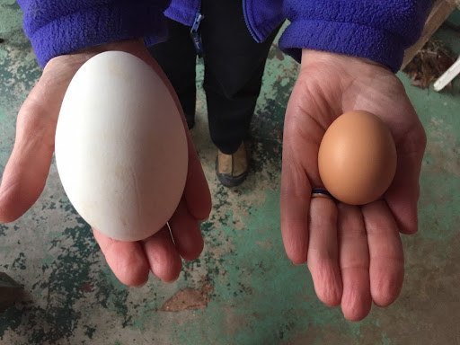 Куриные яйца вышли из "моды". Кто несётся больше и менее затратно для хозяев?