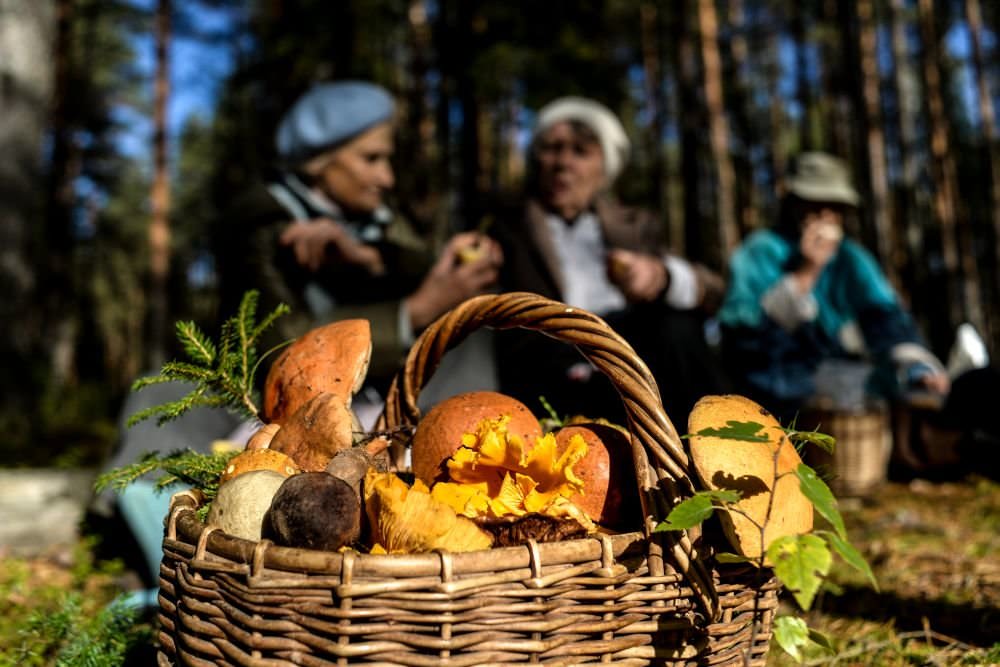 Россияне смогут собирать грибы и ягоды без ограничений: кого коснутся новые правила