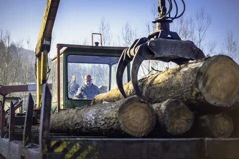 В России введут пошлину на экспорт необработанной древесины: к чему это приведёт
