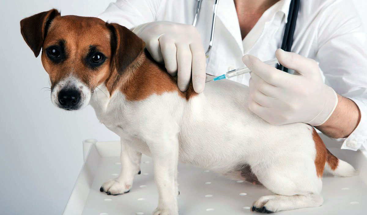 Кому из домашних животных нужна прививка от коронавируса?