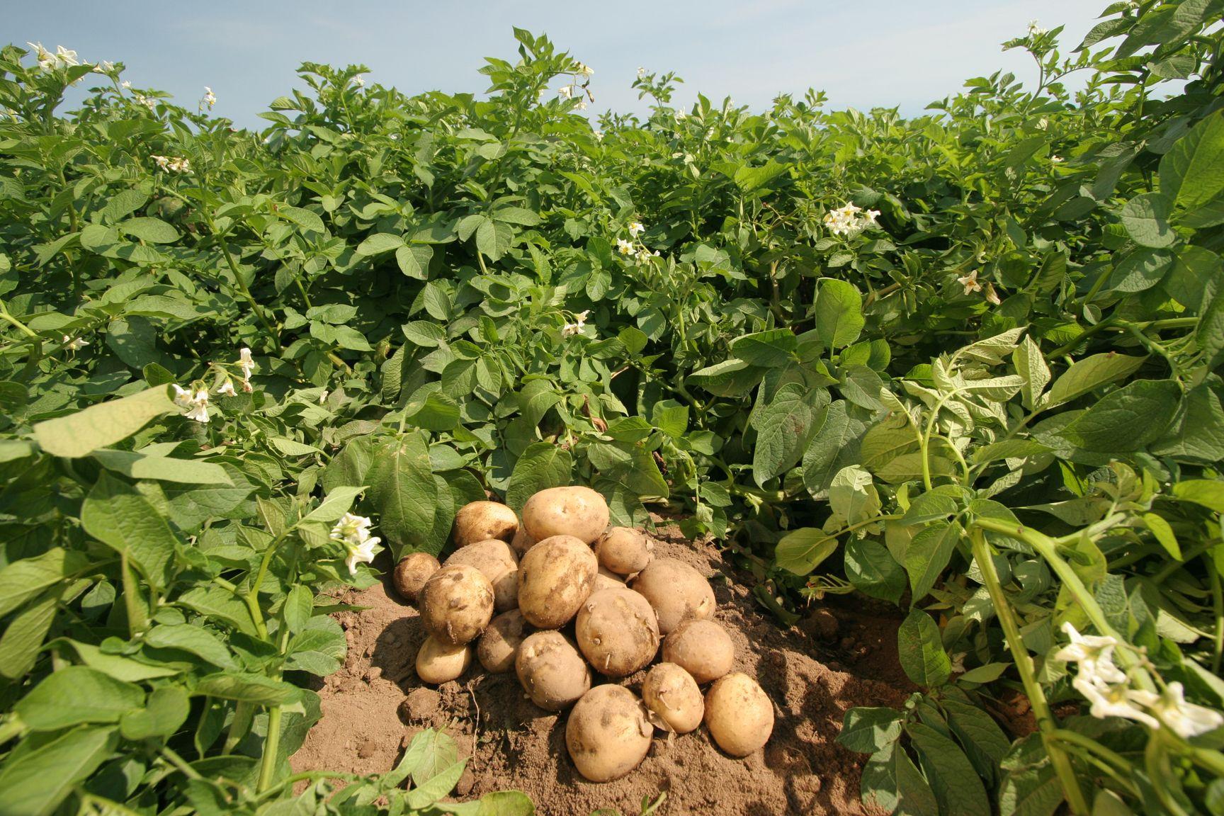 Дачники заплатят штраф за посадку картошки: закон 2021