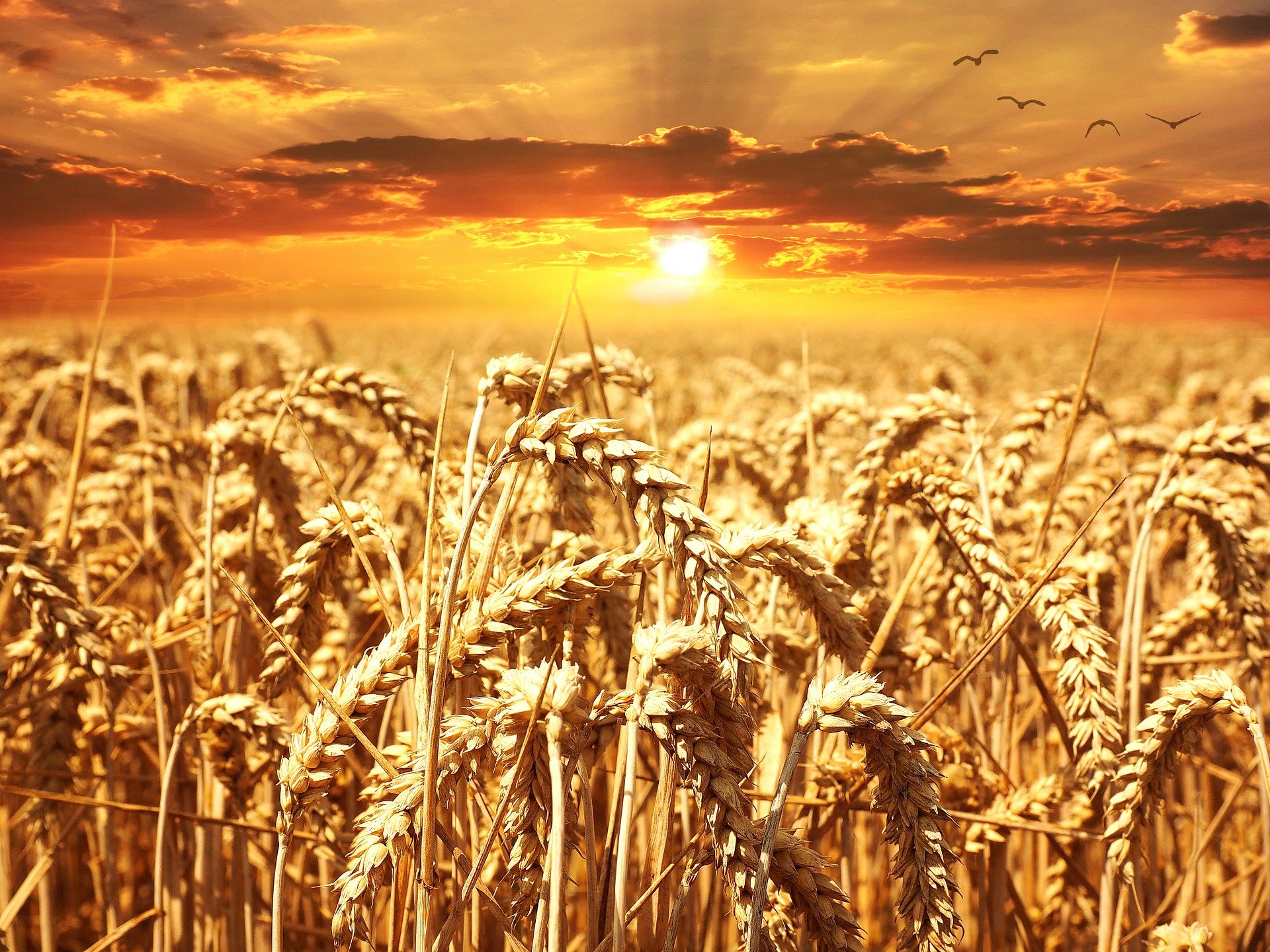 Россия повышает пошлину на пшеницу