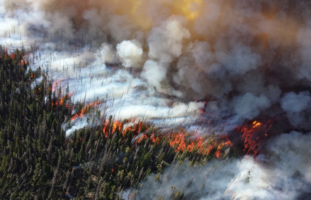 Сибирский лесной пожар может стать крупнейшим в истории, заявил Гринпис