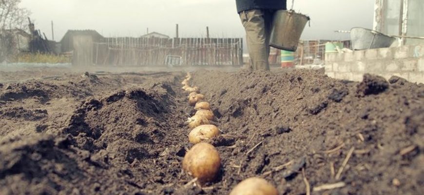 Картошка вне закона: с 1 октября введены штрафы за выращивание картофеля на своем садовом участке